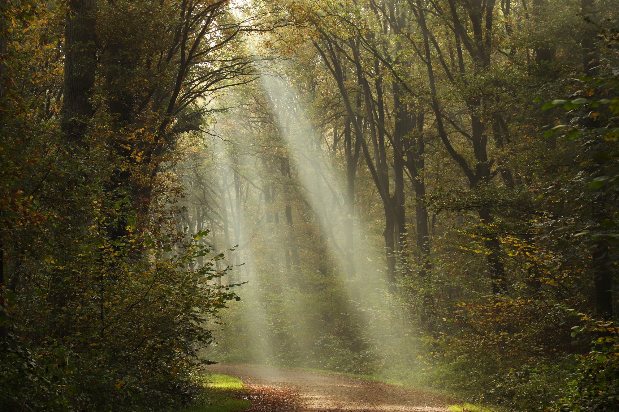 Forest photo 1