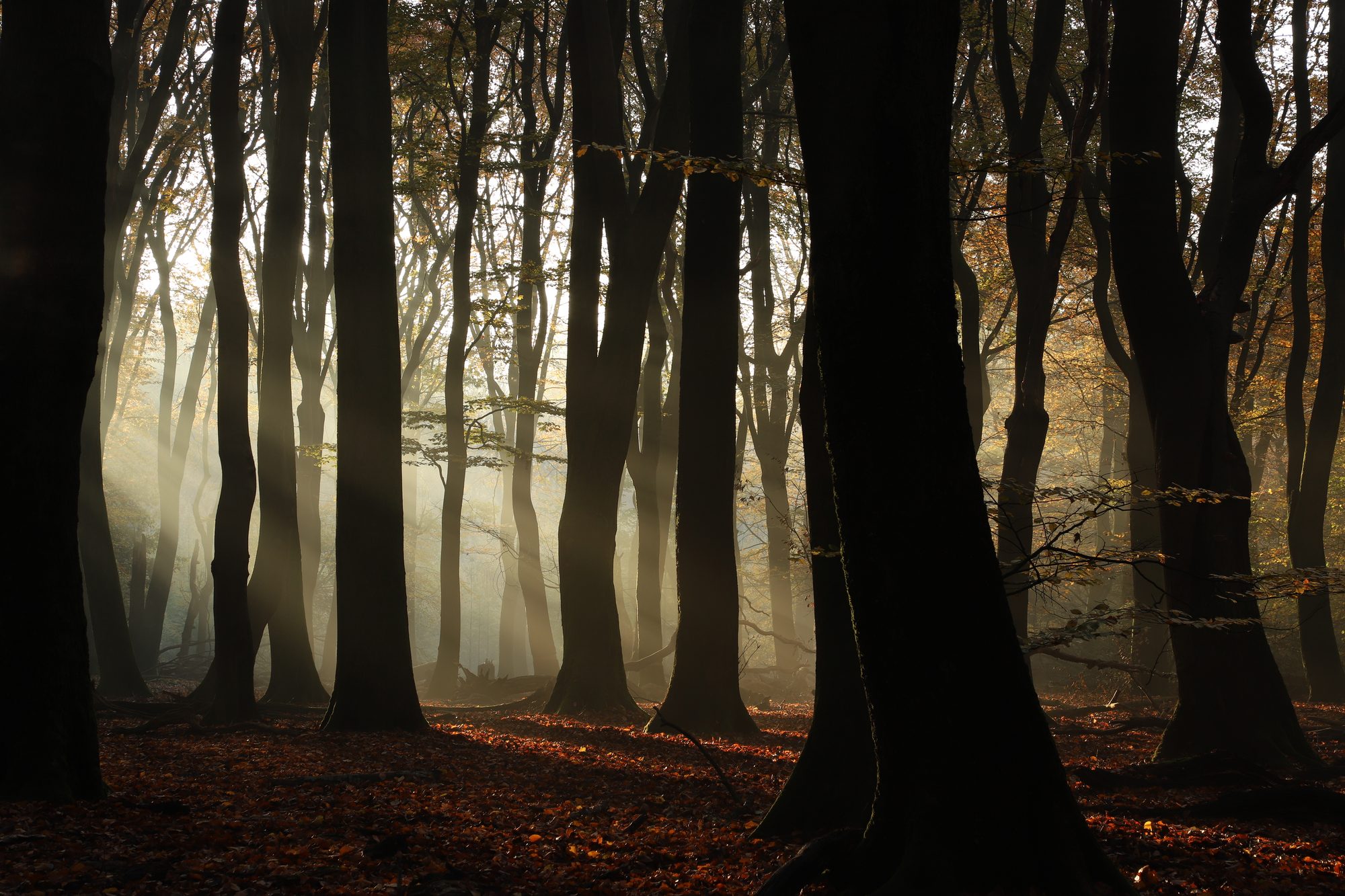Forest photo 2
