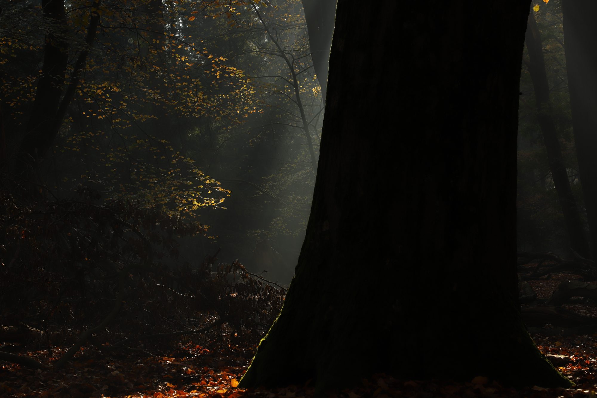 Forest photo 3