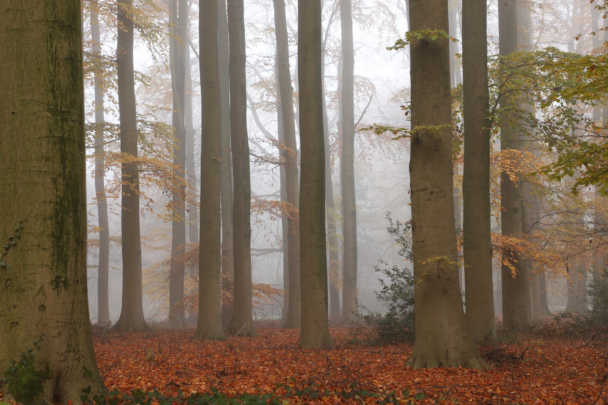 Forest photo 4