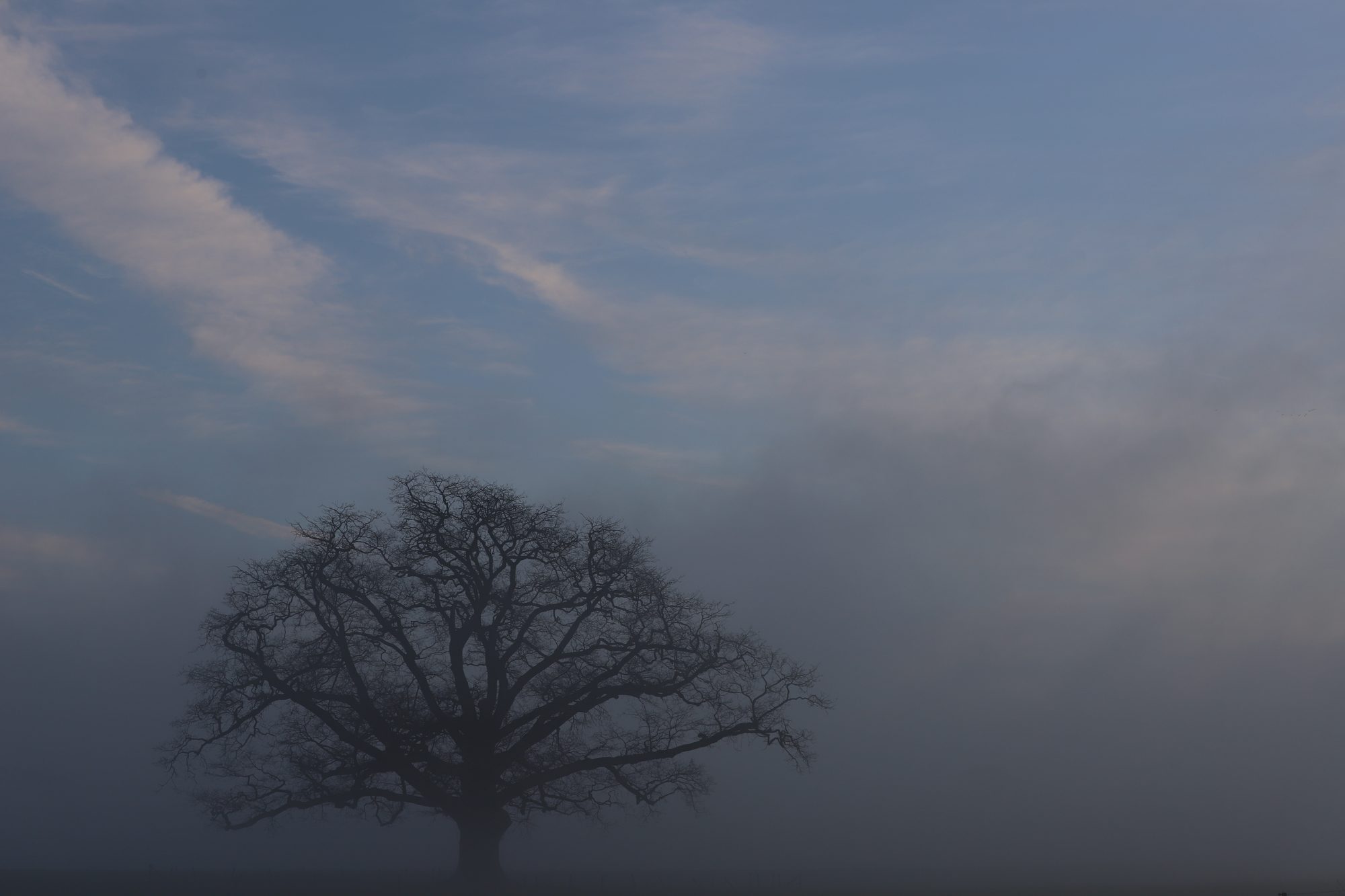 Forest photo 6
