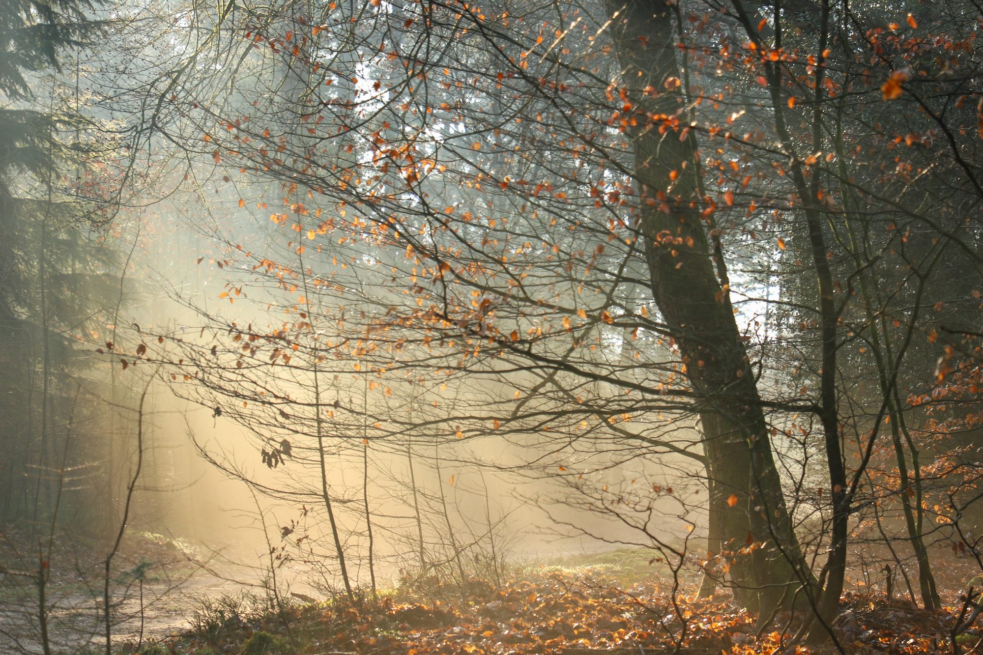 Forest photo 7