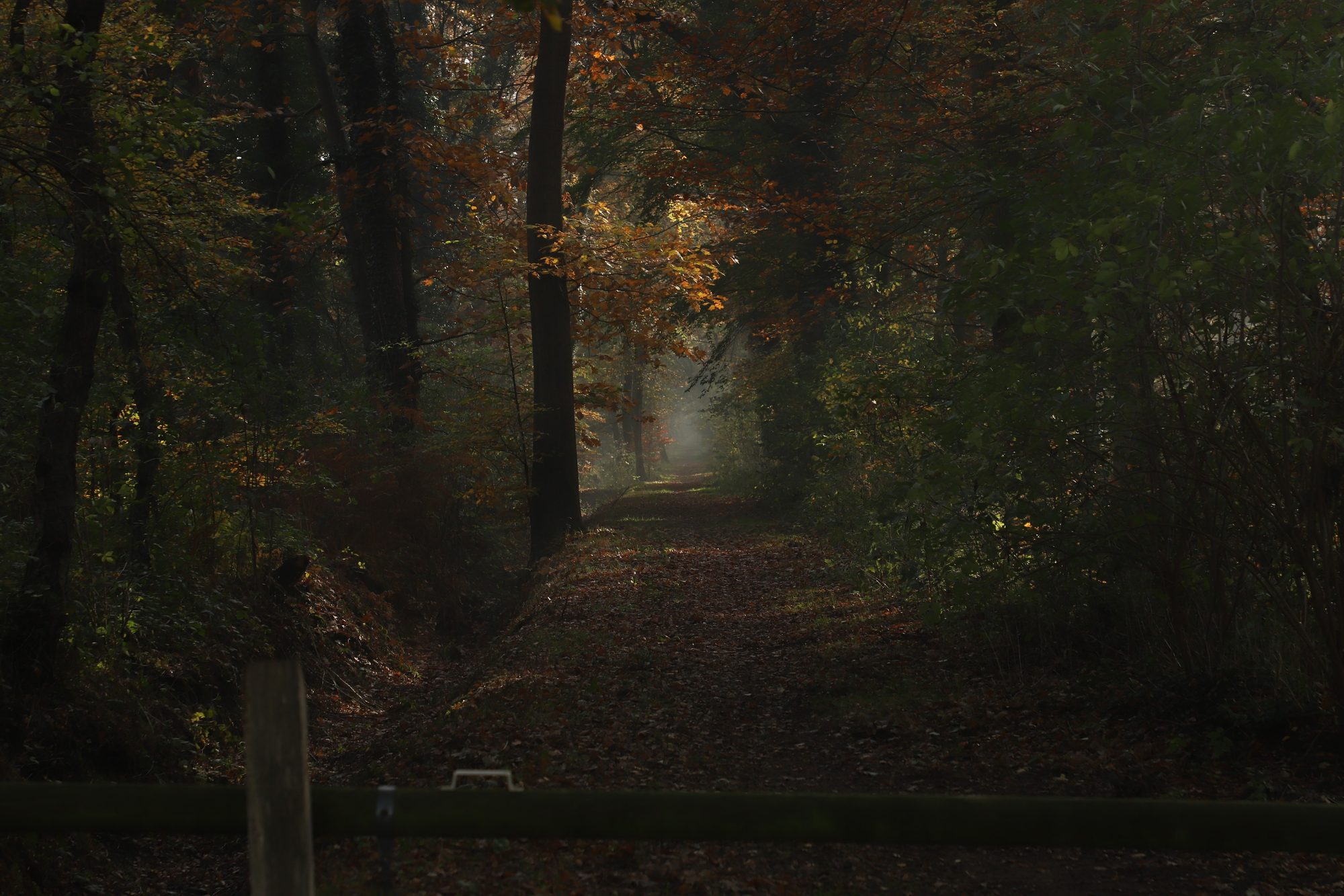 Forest photo 8