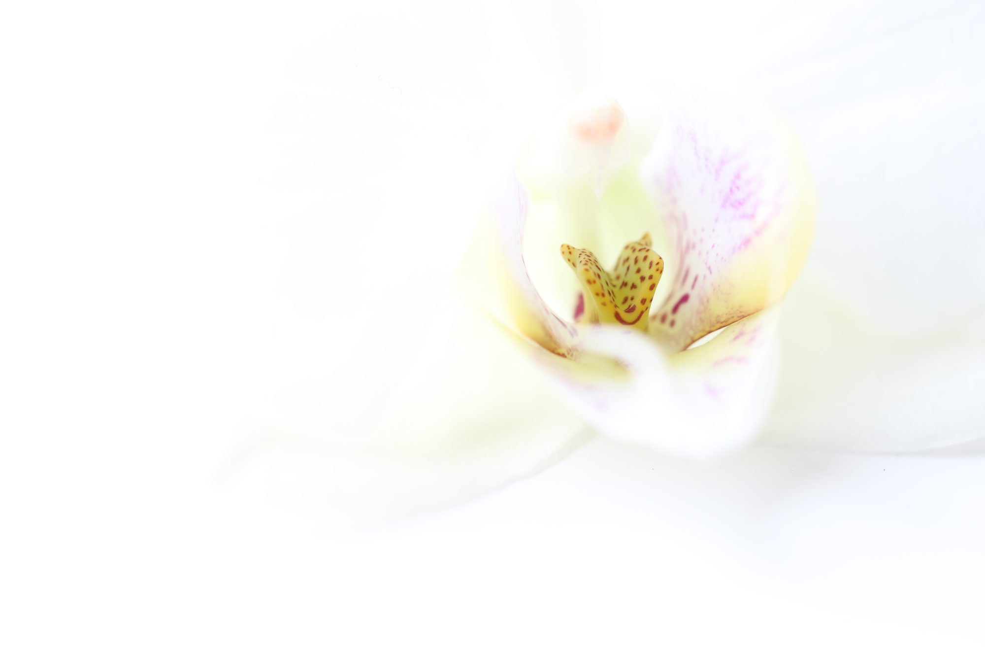 Macro photo 1