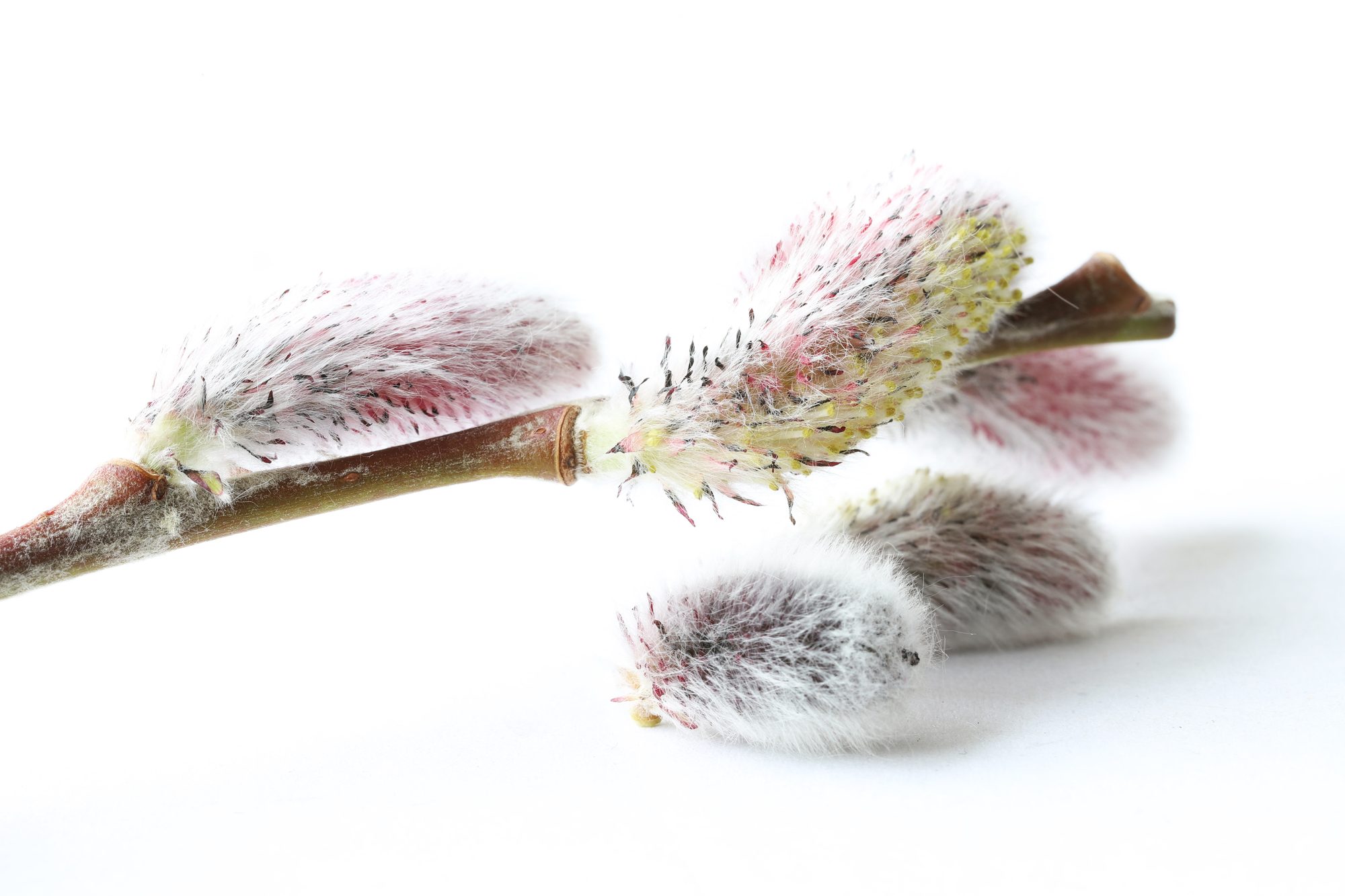 Macro photo 3