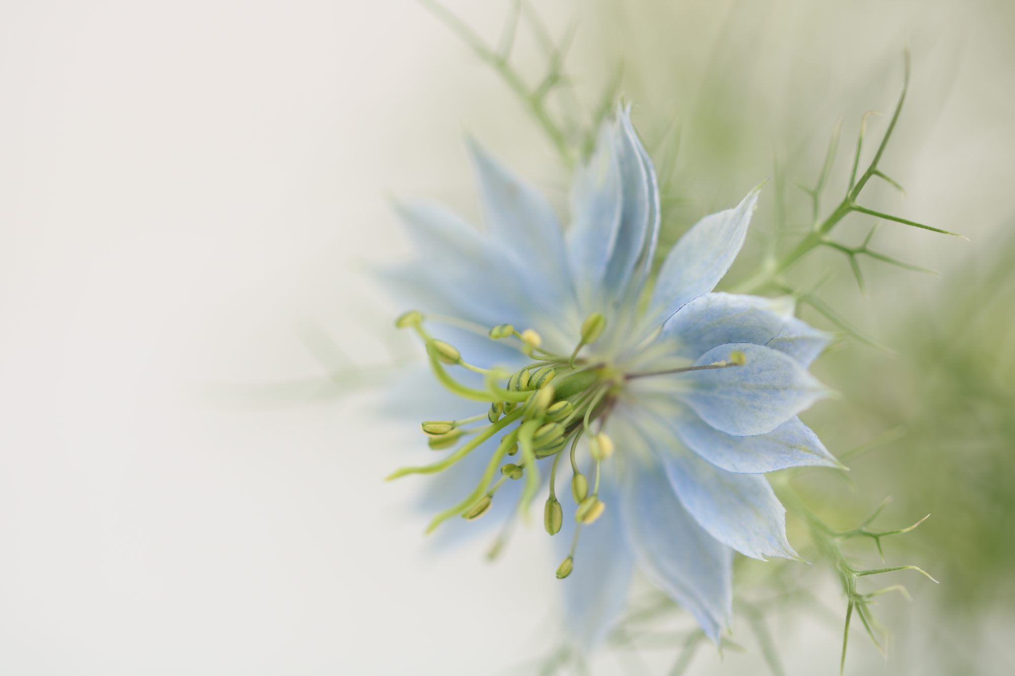 Macro photo 4