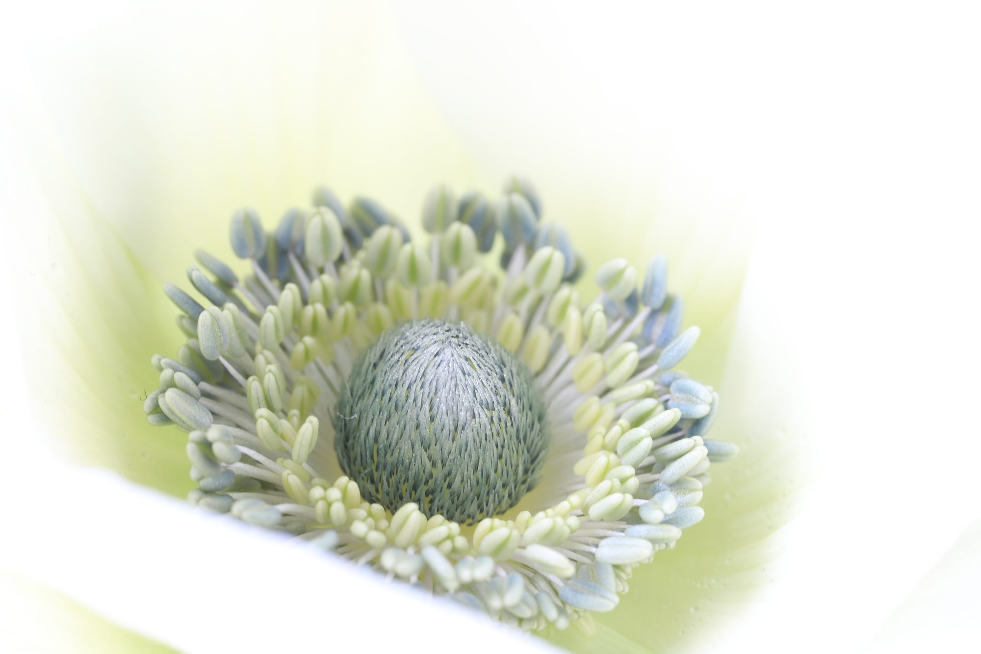 Macro photo 5