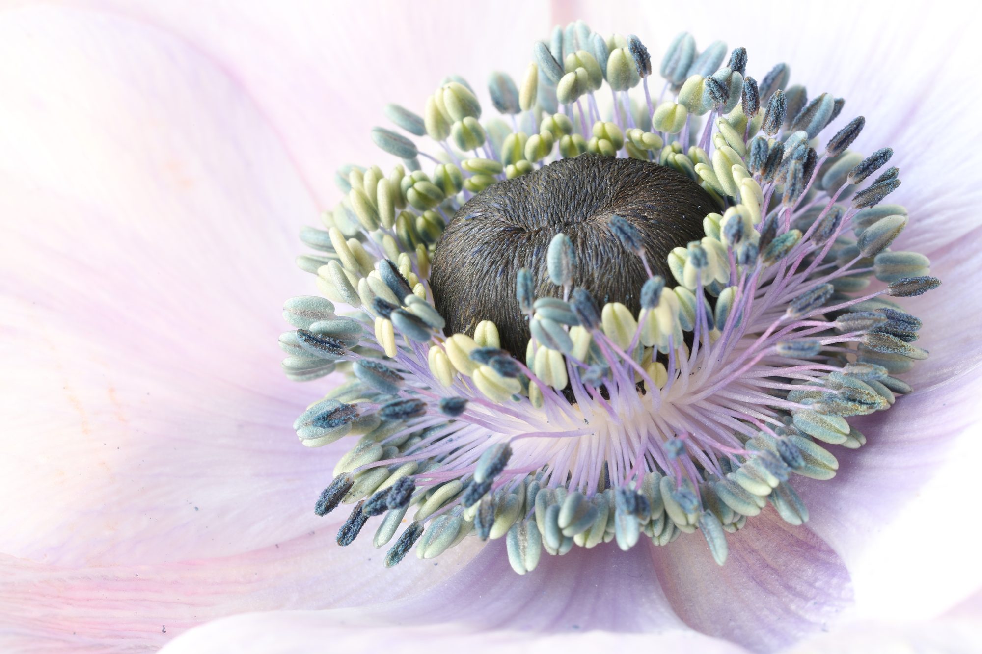 Macro photo 6