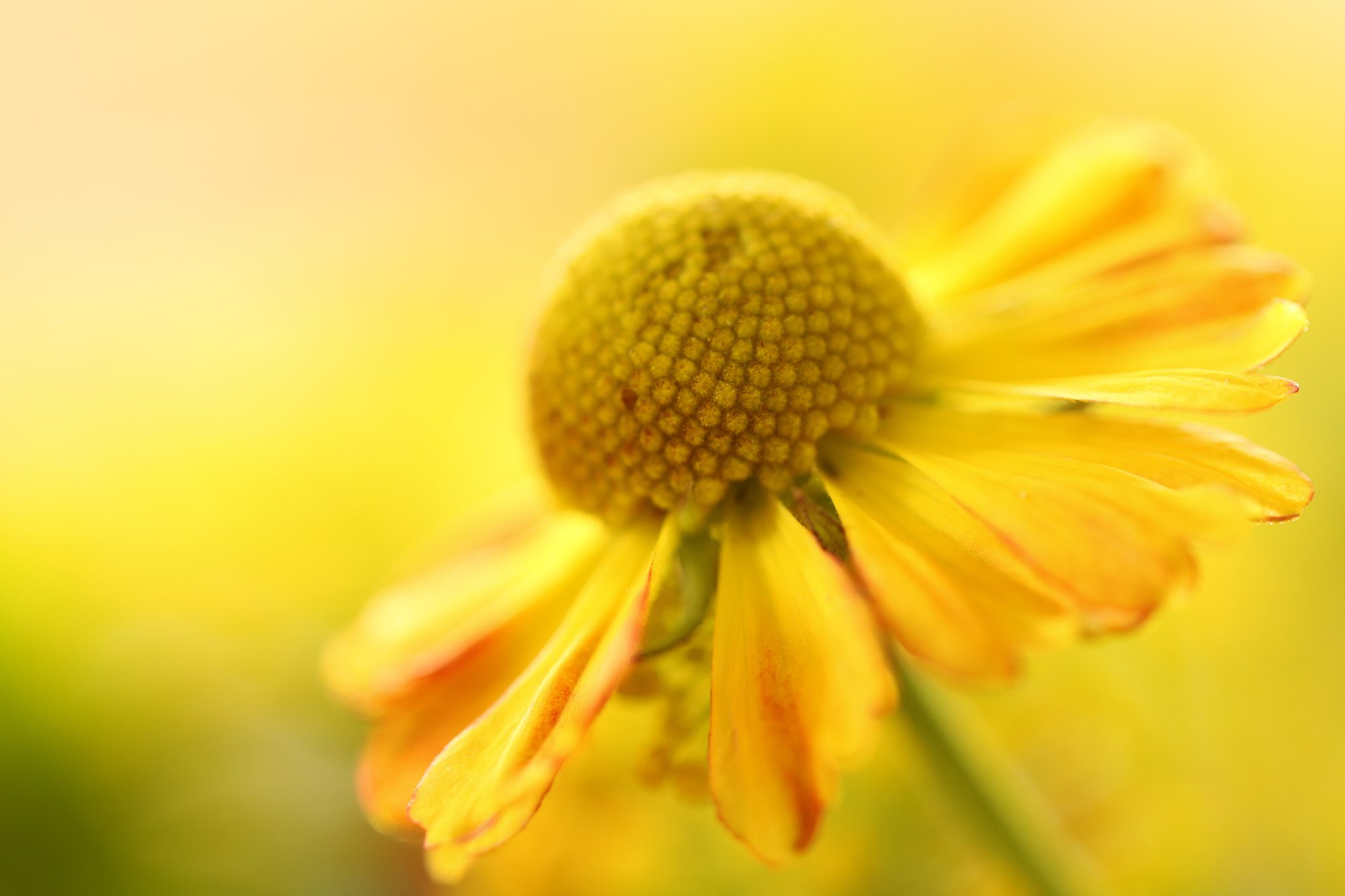 Macro photo 7