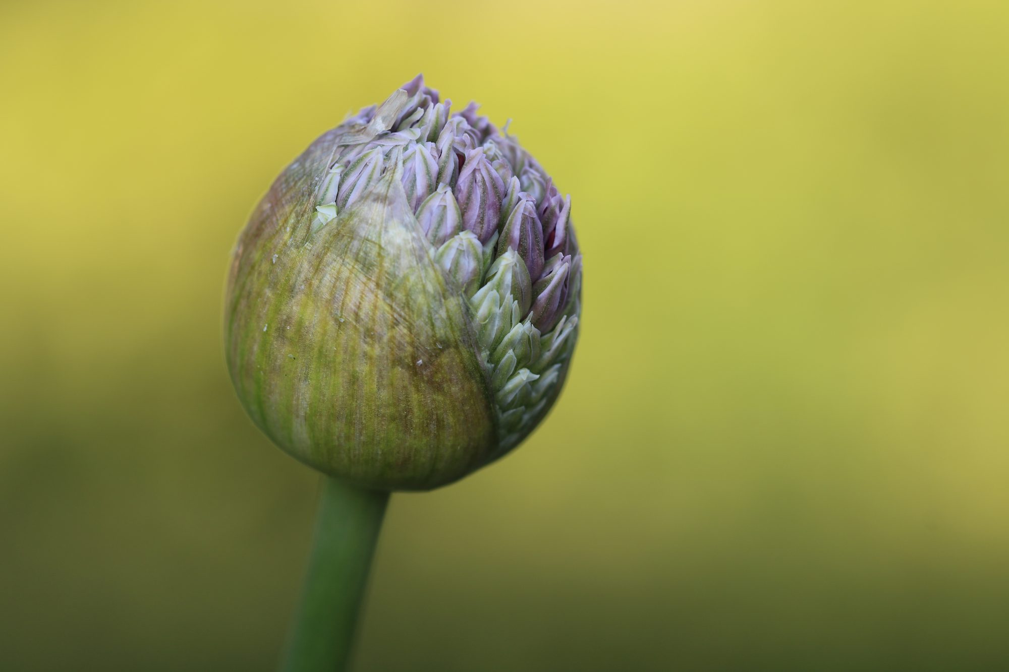Macro photo 8