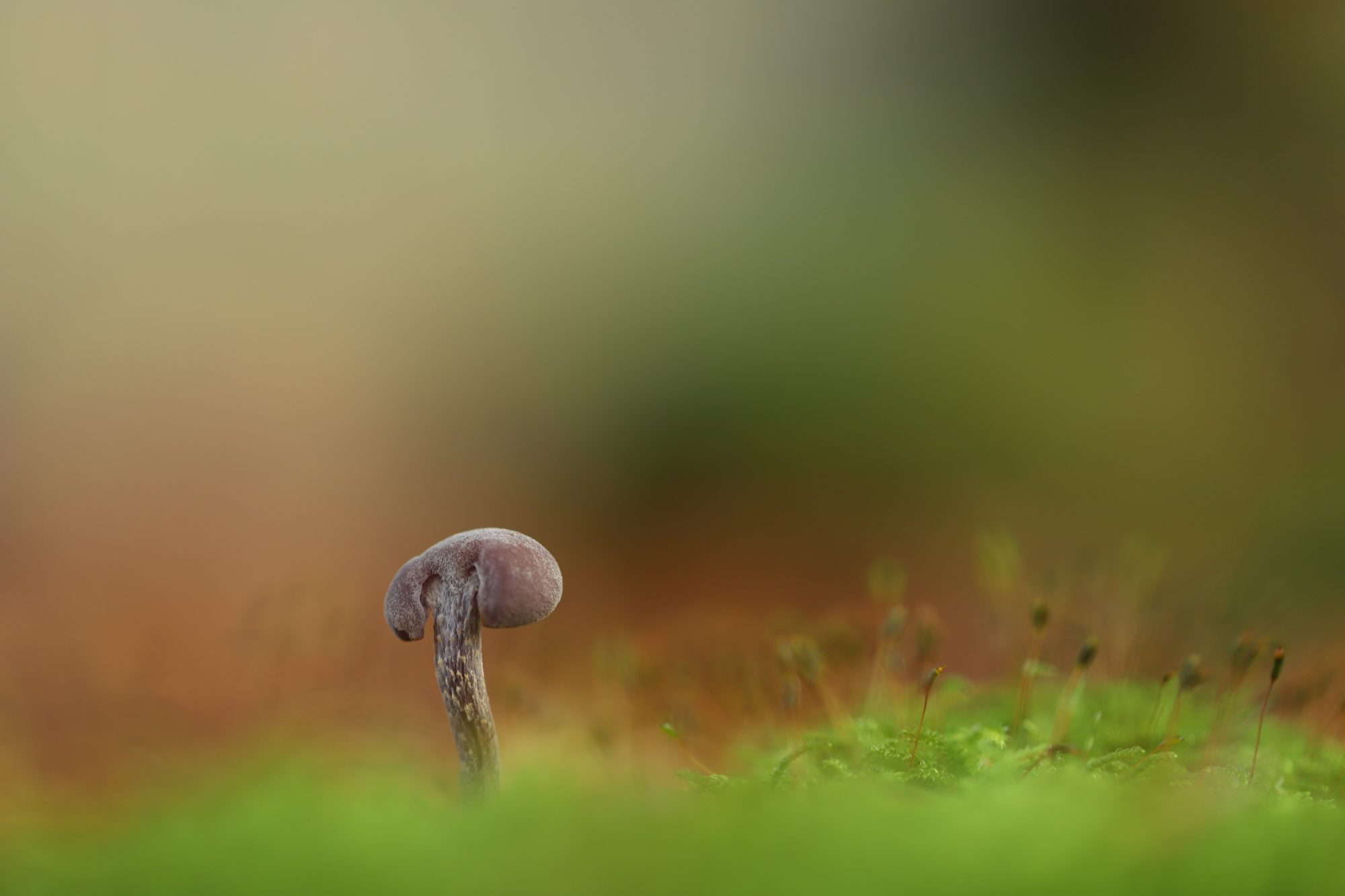 Mushrooms photo 1