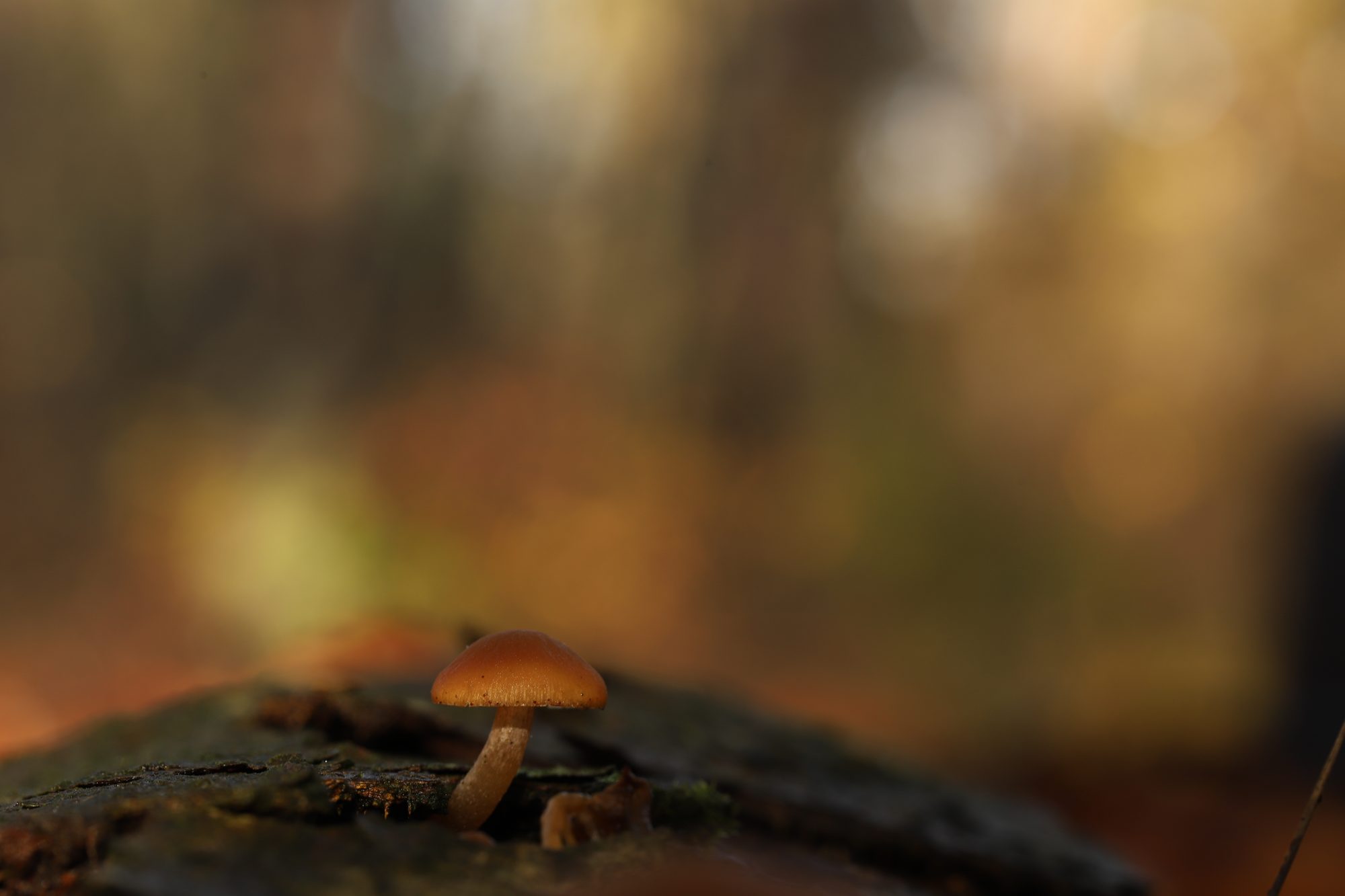 Mushrooms photo 2