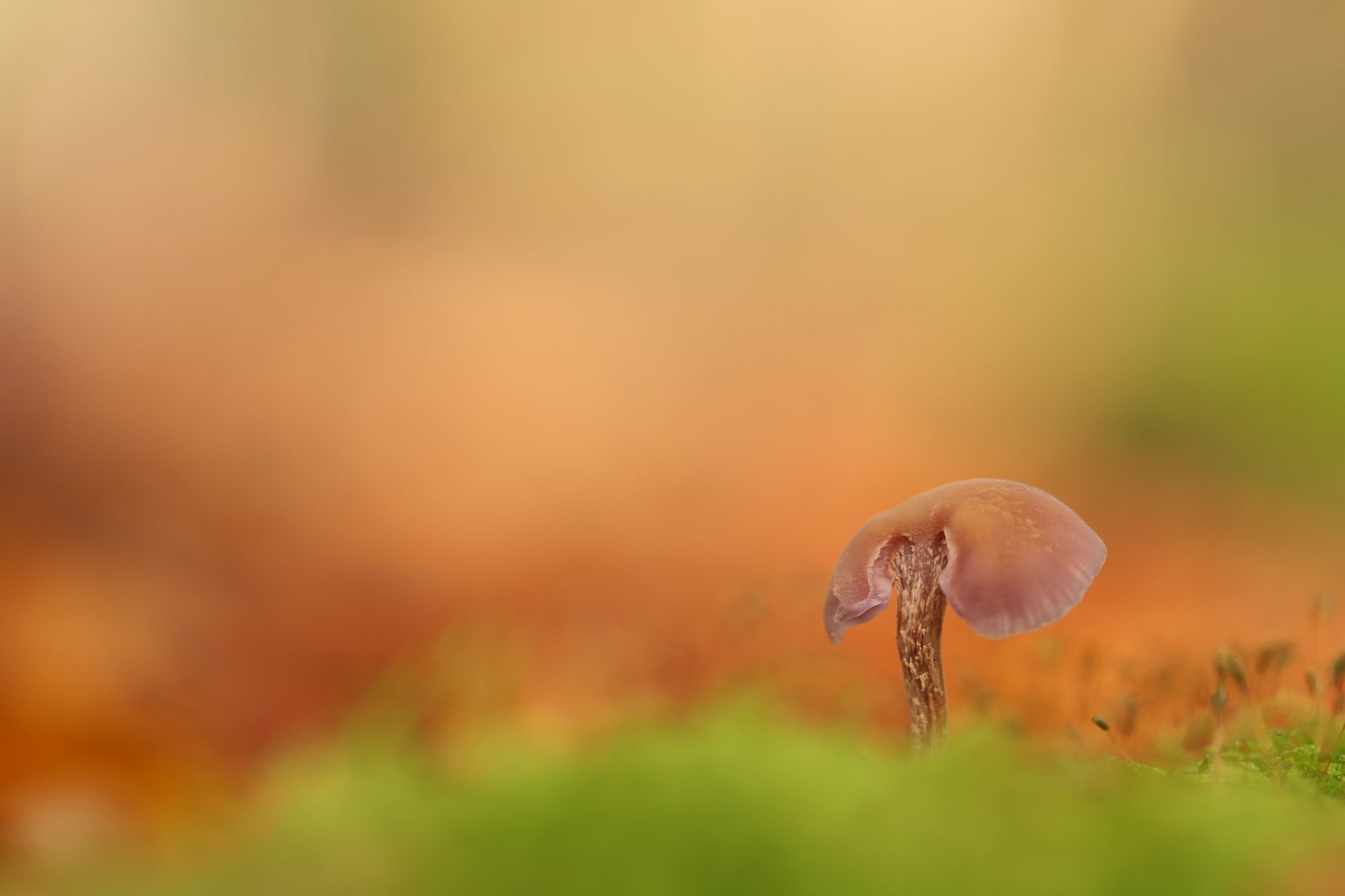 Mushrooms photo 3
