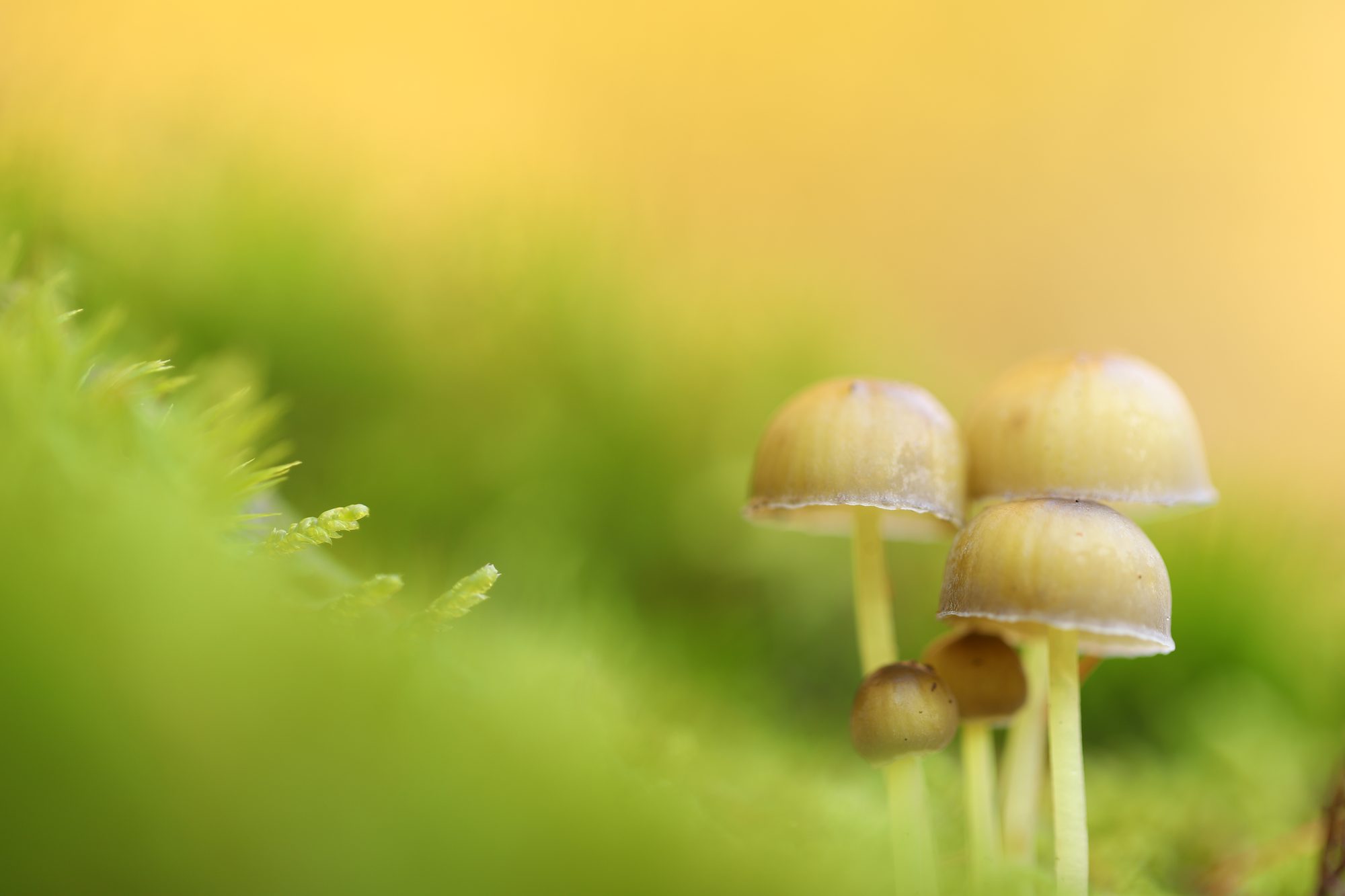 Mushrooms photo 4