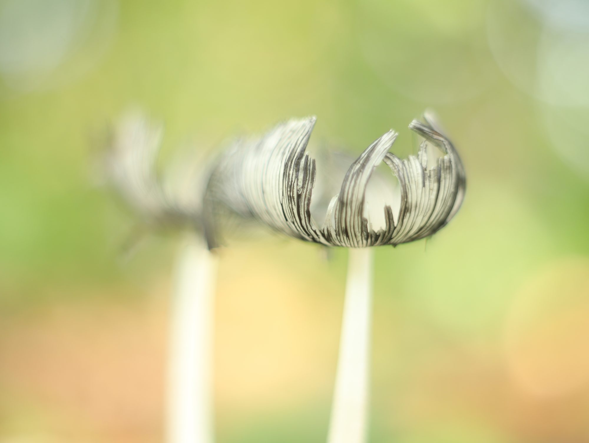 Mushrooms photo 5