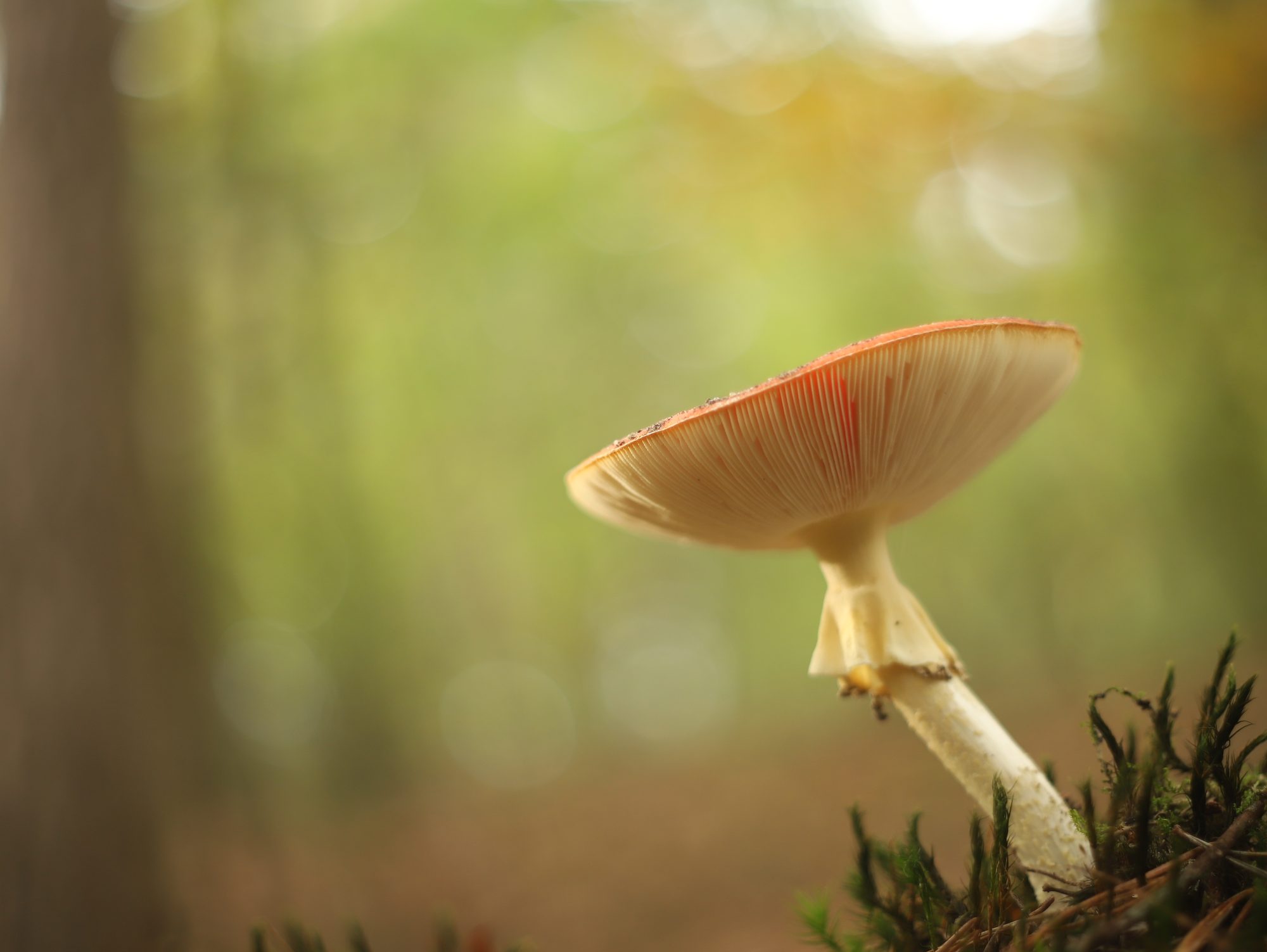 Mushrooms photo 6