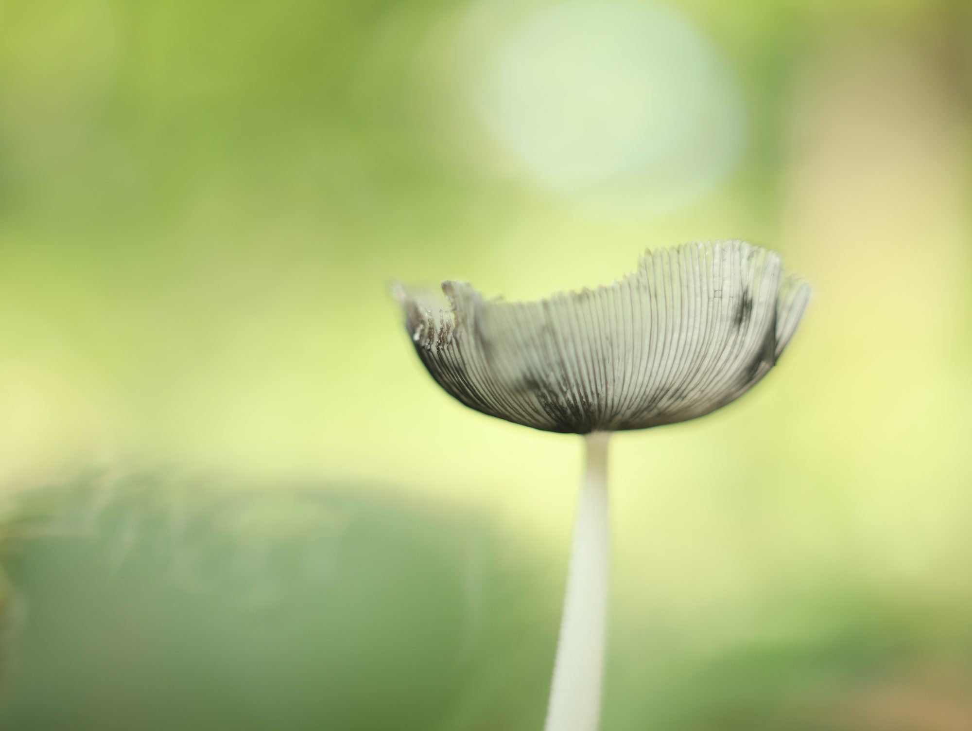 Mushrooms photo 7