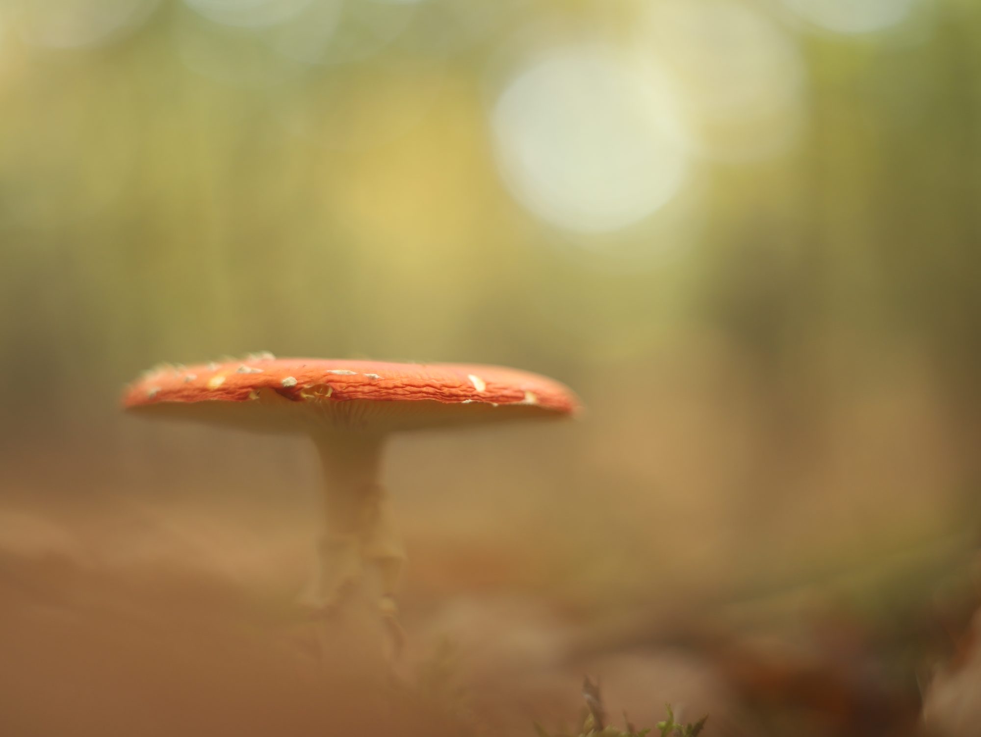 Mushrooms photo 8